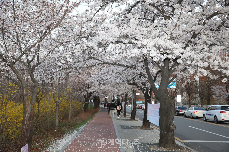 여의도 국회의사당 벚꽃길 모습(윤중로)