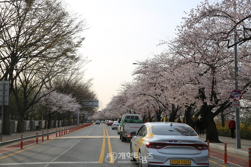여의도 국회의사당 벚꽃길 모습(윤중로)