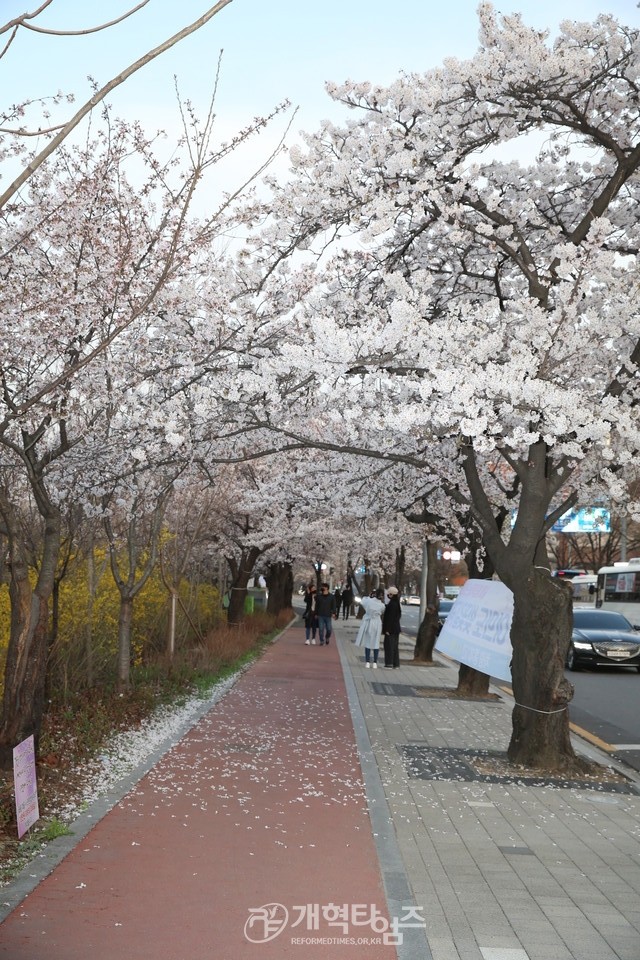 여의도 국회의사당 벚꽃길 모습(윤중로)