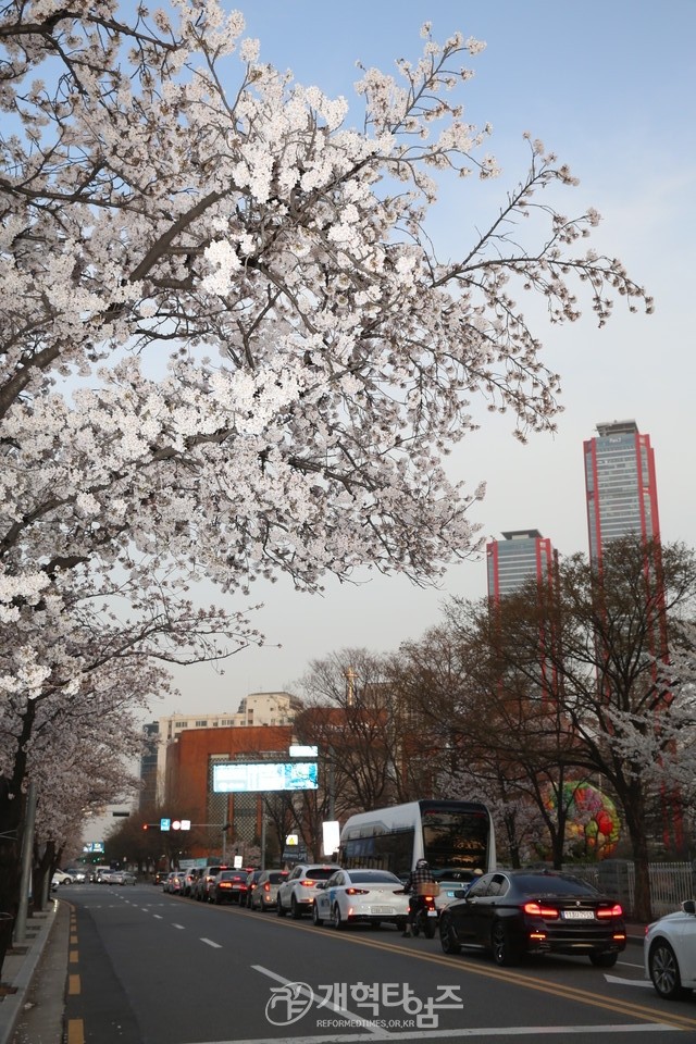 여의도 국회의사당 벚꽃길 모습(윤중로)