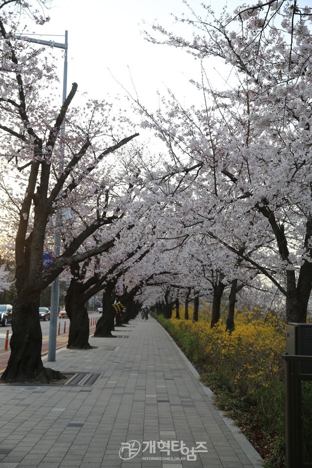 여의도 국회의사당 벚꽃길 모습(윤중로)