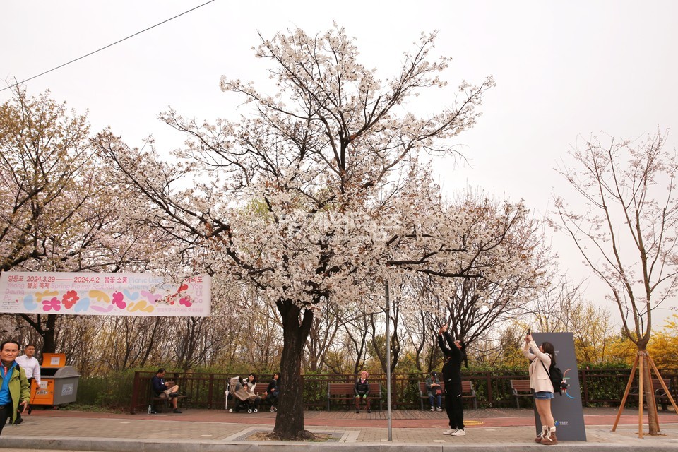 2024년 여의도 봄꽃축제 모습